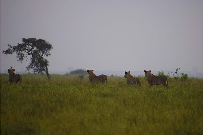 Nairobi National Park,Giraffe Centre, Karen Blixen Museum. - Pickup, drop-off, and the airport option