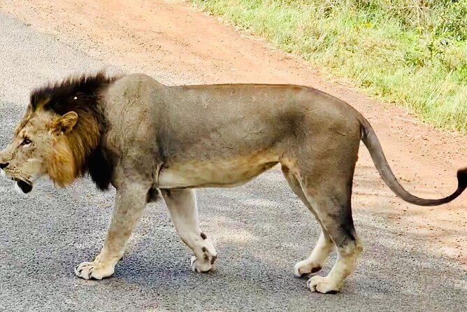Nairobi National Park,Giraffe Centre, Karen Blixen Museum. - Comfort and group size on the road