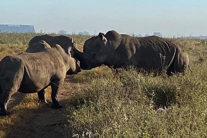 Nairobi National Park,Giraffe Centre, Karen Blixen Museum. - Who will get the most from this one-day plan