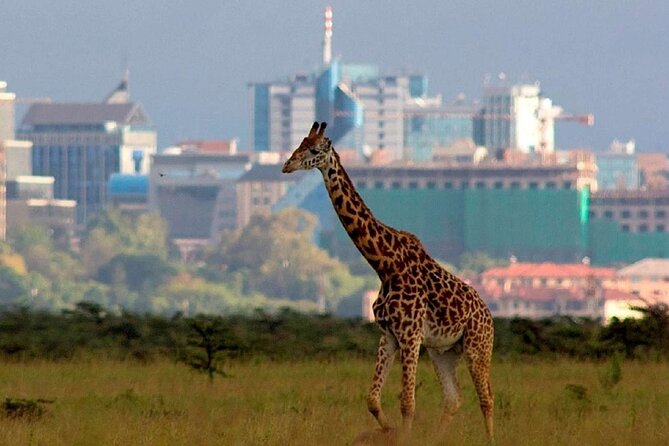 Nairobi National Park Group Shared Tour - A safari park beside Nairobi’s high-rises