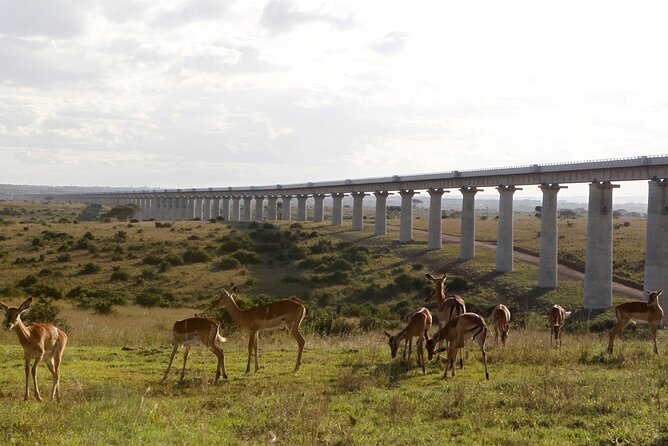 Nairobi National Park Group Shared Tour - The unusual skyline photo opportunity