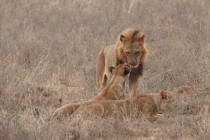 Nairobi National Park Group Shared Tour - What the shared vehicle means for you