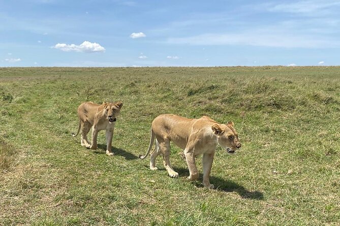 Nairobi National Park Group Shared Tour - The real cost: $44 plus a $43 park fee