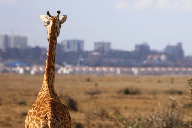 Nairobi National Park Group Shared Tour - The early morning game drive
