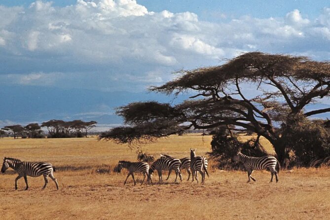 Nairobi National Park Group Tour - Picnic-site stops and photo chances