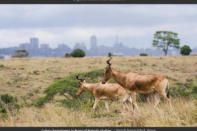 Nairobi National Park Group Tour - The ivory burning site adds context