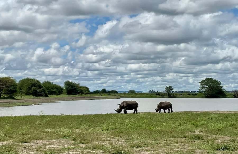 Nairobi National Park Group Tour. - Language, Food, and Simple Preparation