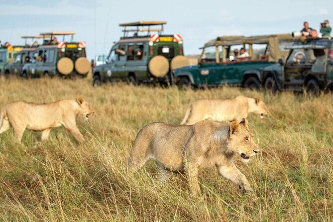 Nairobi National Park Group Tour. - Four to Five Hours Among Nairobi’s Wildlife