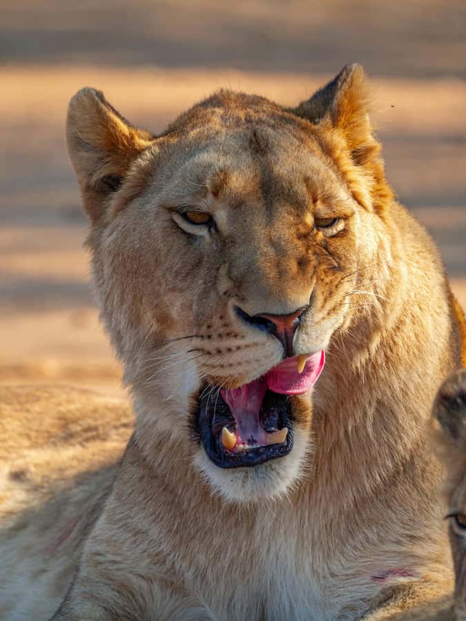Nairobi: National Park Guided Game Drive - Why Nairobi National Park Works So Well for a Short Safari