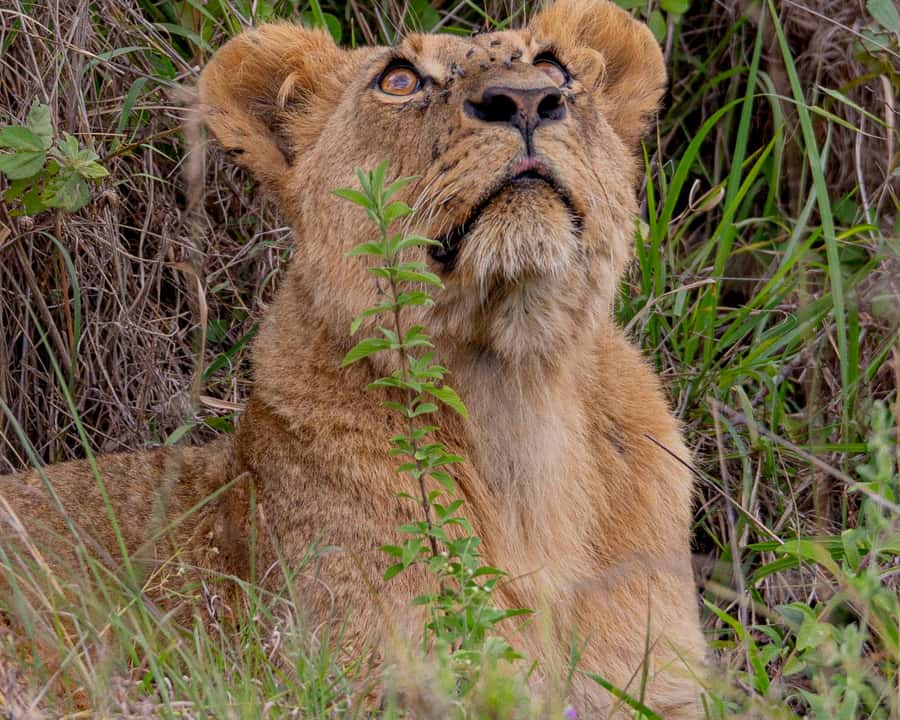 Nairobi: National Park Guided Game Drive - The First Look at Nairobi National Park