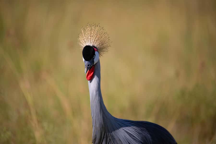 Nairobi: National Park Guided Game Drive - Finding Lions, Rhinos, and the Big Sights