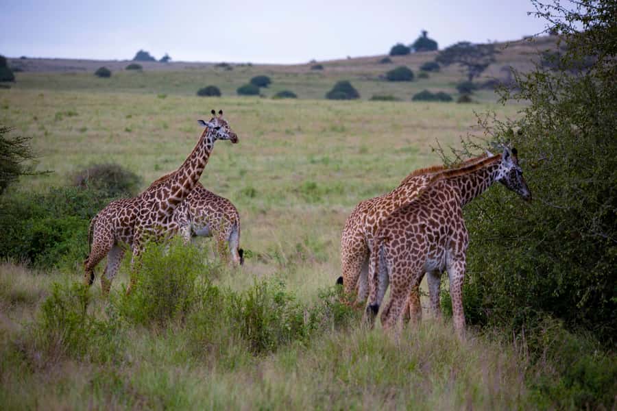 Nairobi: National Park Guided Game Drive - Riverbanks, Woodland, and Birdwatching