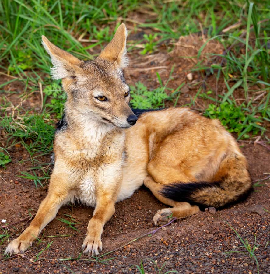 Nairobi: National Park Guided Game Drive - What the $45 Price Really Means