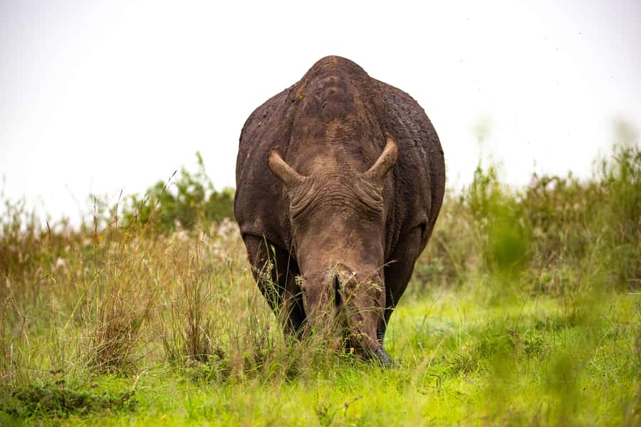 Nairobi: National Park Guided Game Drive - How to Prepare for the Open-Roof Vehicle