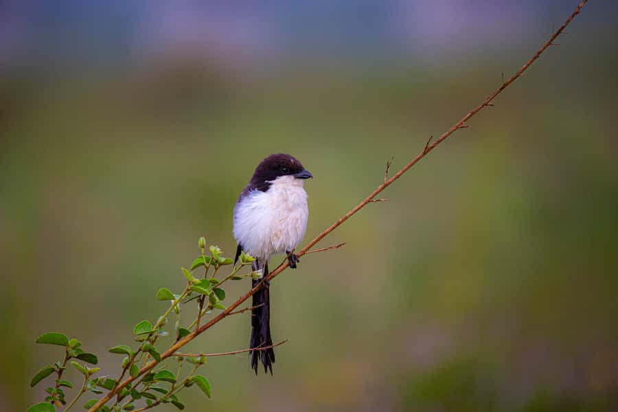 Nairobi: National Park Guided Game Drive - Timing, Flexibility, and Cancellation