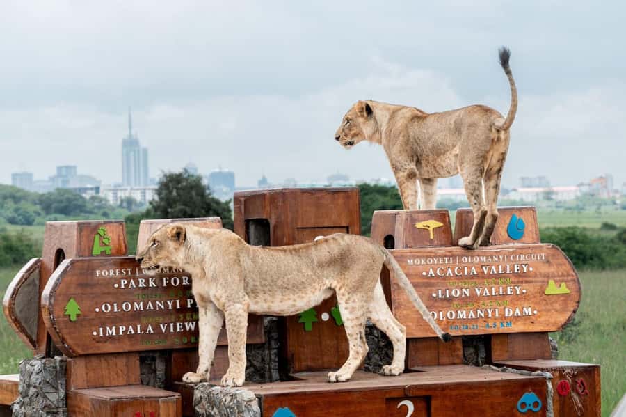 Nairobi: National Park Guided Game Drive For 5 Hours - Nairobi’s skyline meets a real wildlife reserve