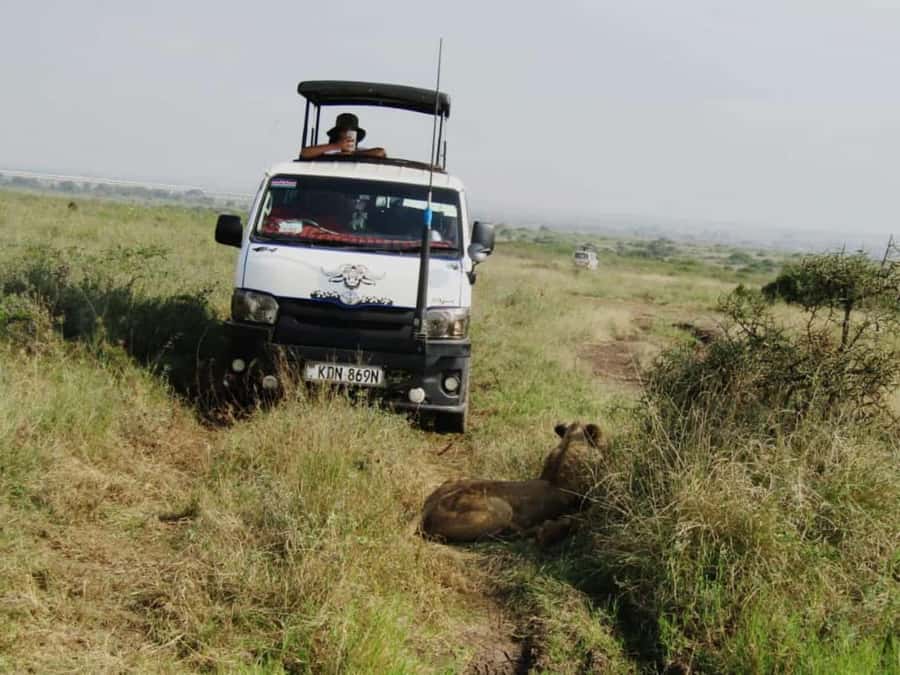 Nairobi: National Park Guided Game Drive For 5 Hours - What the five-hour outing looks like