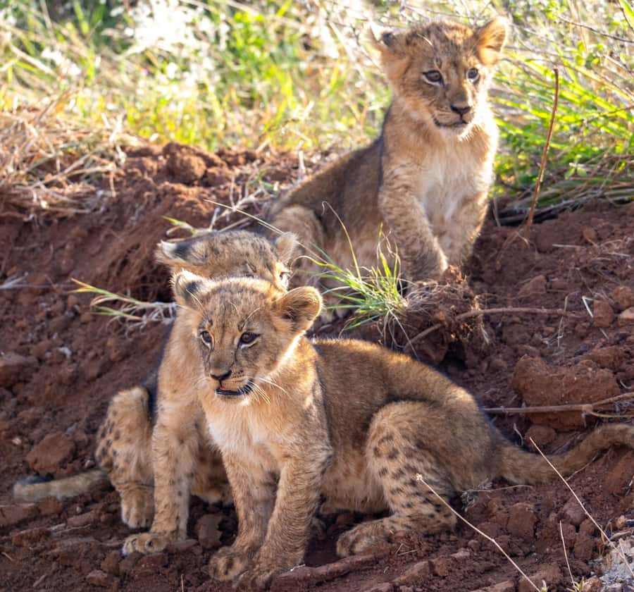Nairobi: National Park Guided Game Drive For 5 Hours - Birdwatching adds another layer