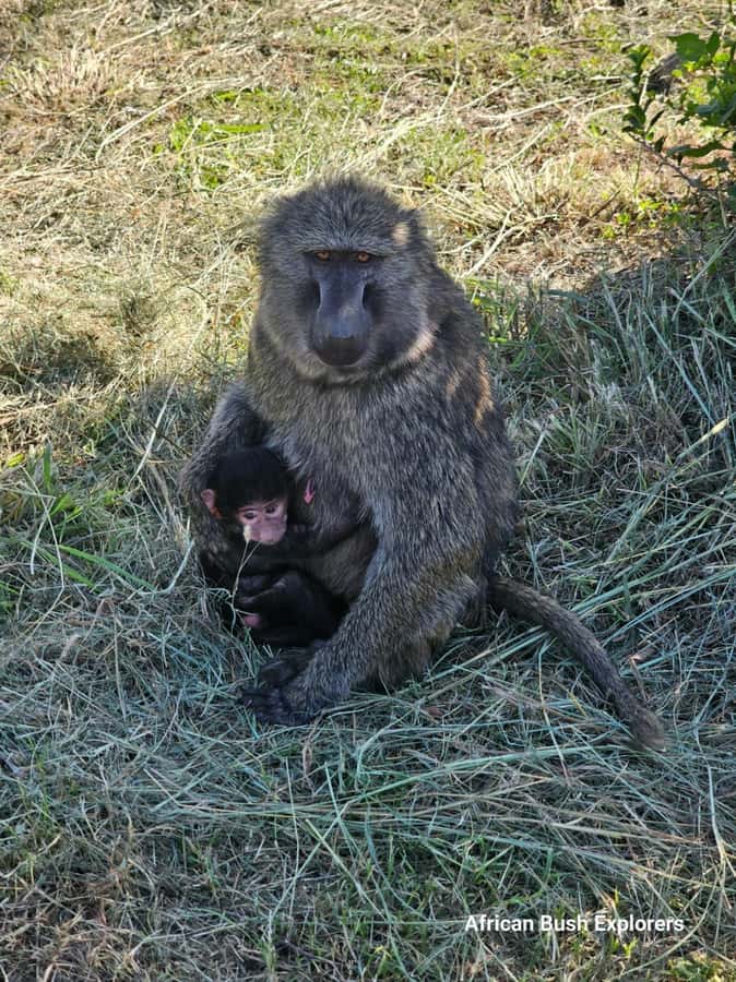 Nairobi: National Park Guided Game Drive For 5 Hours - Why the guide makes a difference