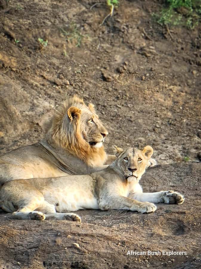 Nairobi: National Park Guided Game Drive For 5 Hours - Morning or afternoon: which suits you?