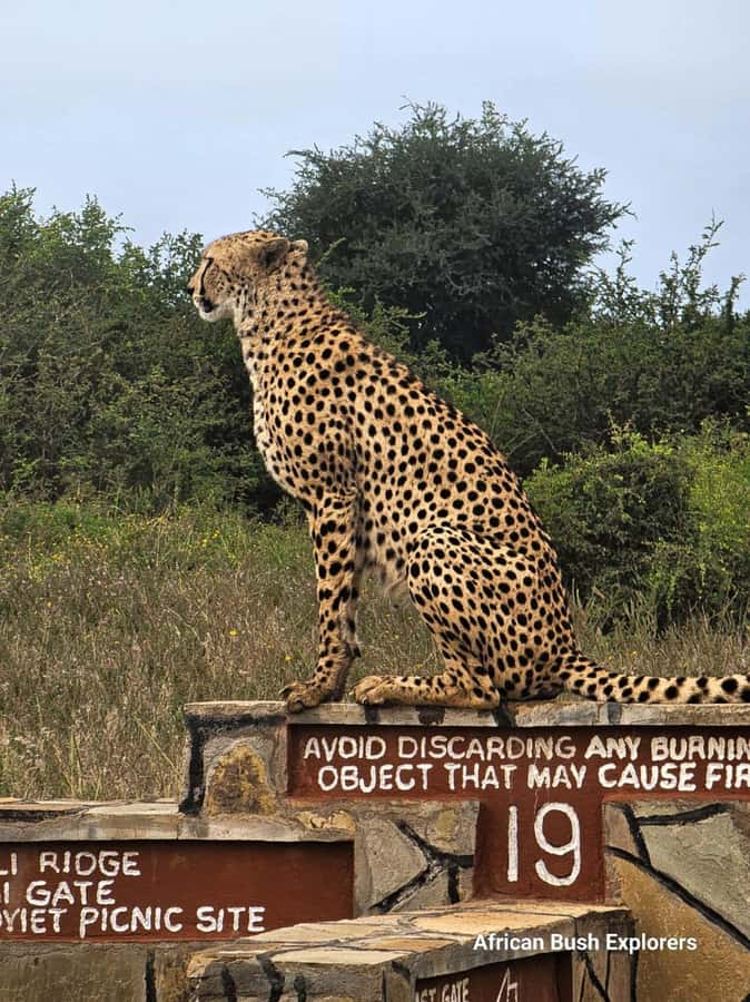 Nairobi: National Park Guided Game Drive For 5 Hours - The $40 price and the real cost