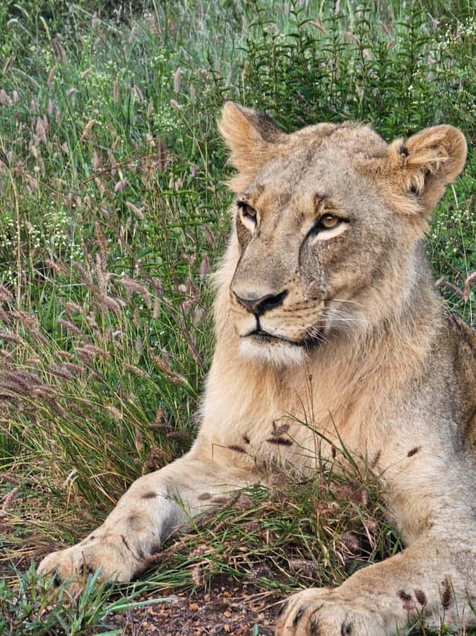 Nairobi: National Park Guided Game Drive For 5 Hours - Families, photographers, and short-stay visitors