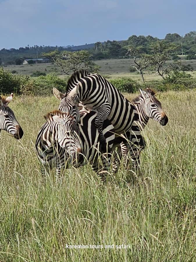 Nairobi: National Park Guided Game Drive For 5 Hours - Should you book this Nairobi game drive?