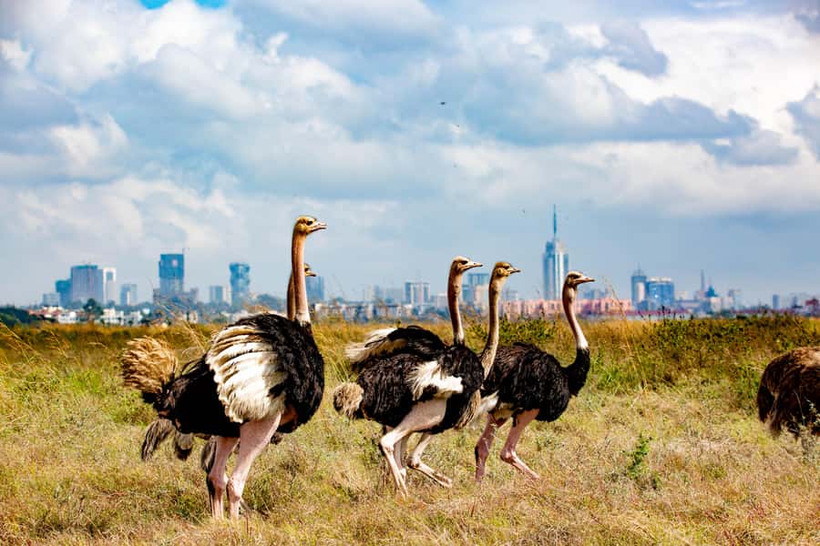 Nairobi: National Park Guided Game Drive For 5 Hours - Lions, rhinos, and the sightings that matter