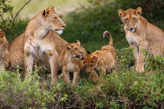 Nairobi National Park Guided Half Day Tour Game Drive- FREE WIFI - A real safari morning beside Nairobi