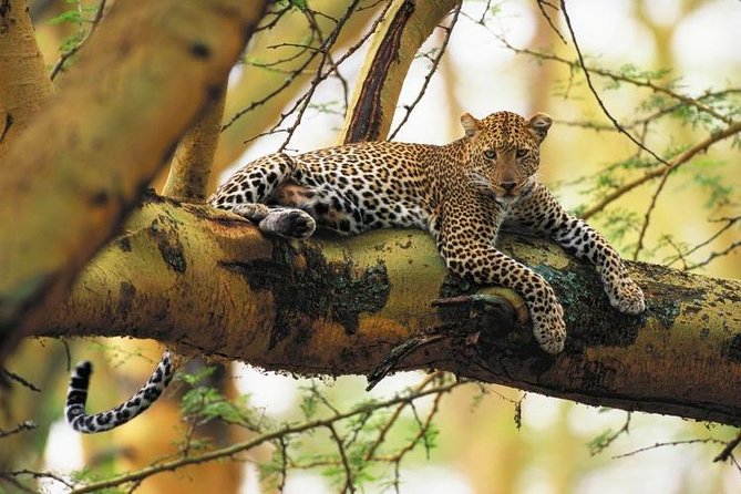 Nairobi National Park Guided Half Day Tour Game Drive- FREE WIFI - Four hours among Nairobi National Park’s wildlife