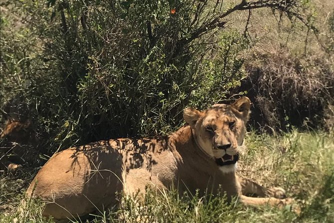 Nairobi National Park Guided Half Day Tour Game Drive- FREE WIFI - What you gain from the private jeep upgrade