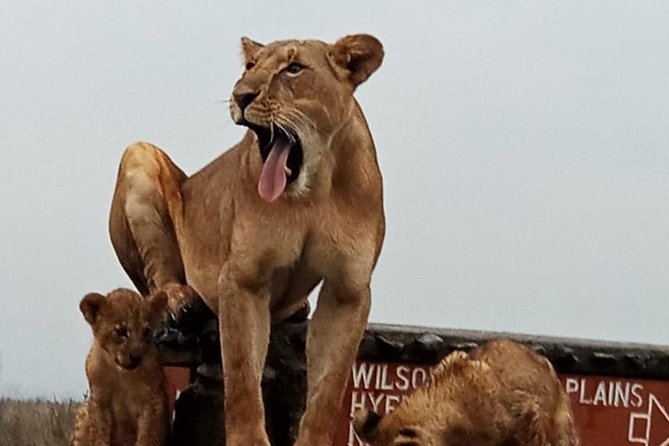 Nairobi National Park Guided Half Day Tour Game Drive- FREE WIFI - The Animal Orphanage visit needs clarification