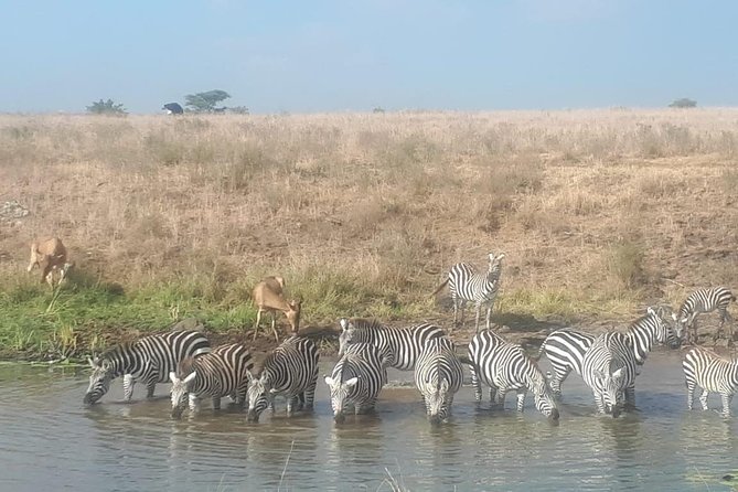 Nairobi National Park Guided Half Day Tour Game Drive- FREE WIFI - Is $52 a fair price?