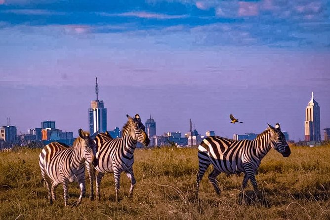 Nairobi National Park Guided Half Day Tour Game Drive- FREE WIFI - The practical strengths of the operator