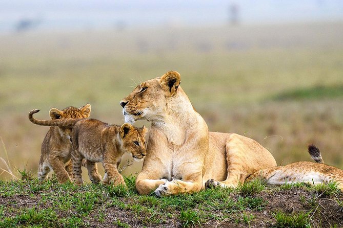 Nairobi National Park Guided Half Day Tour Game Drive- FREE WIFI - Who should book this half-day safari?