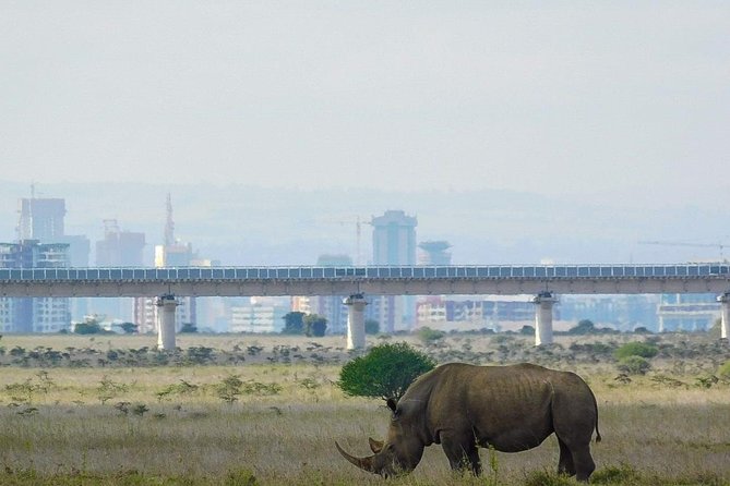 Nairobi National Park Guided Half Day Tour Game Drive- FREE WIFI - Leaving your hotel early in the morning