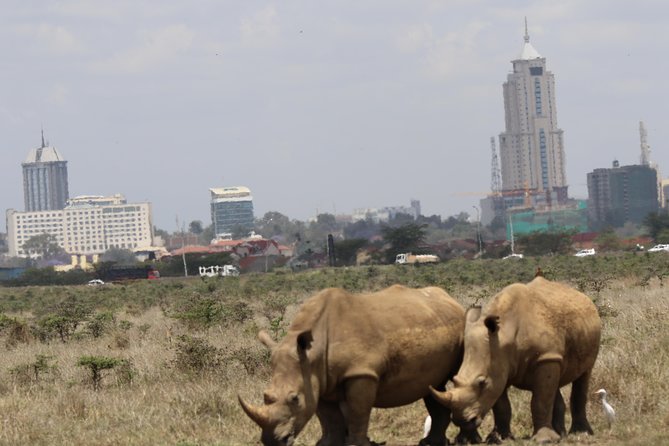 Nairobi National Park guided tour - What the four-hour game drive includes