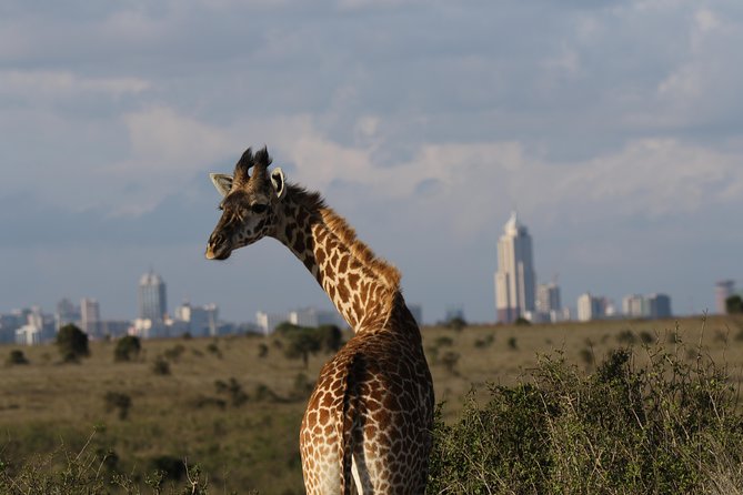 Nairobi National Park guided tour - Pickup and private transportation