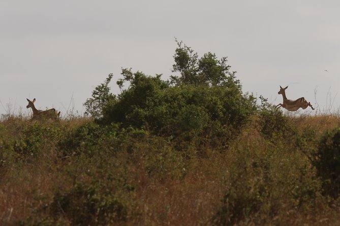 Nairobi National Park guided tour - Water, WiFi, and the costs left out