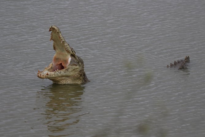 Nairobi National Park guided tour - What you may see, and what you may miss