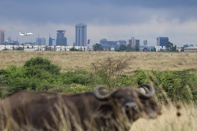 Nairobi National Park guided tour - A private tour is best for focused groups