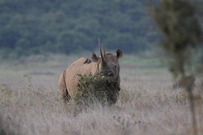 Nairobi National Park guided tour - Timing, weather, and cancellation rules