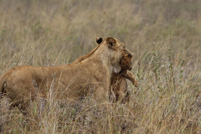 Nairobi National Park guided tour - Why the Nairobi setting changes the experience