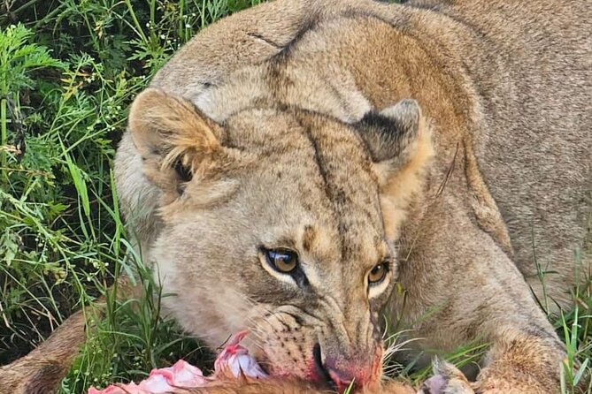 Nairobi National Park Half-Day Game Drive - Why this Nairobi safari is worth your time