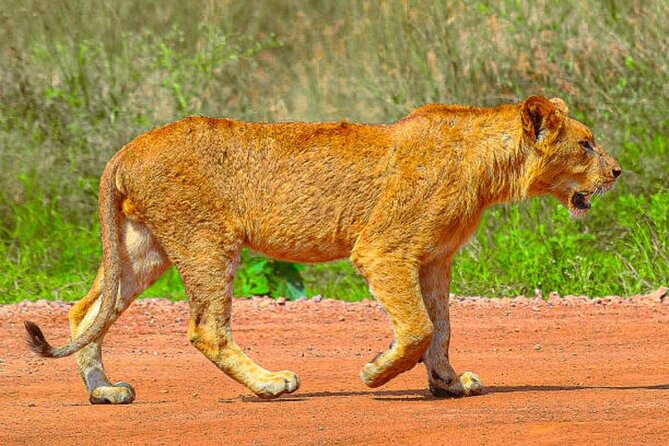 Nairobi National Park Half-Day Game Drive - Four hours among lions, rhinos, and giraffes