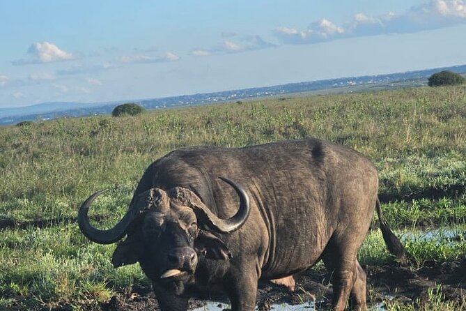Nairobi National Park Half-Day Game Drive - Morning or afternoon: which departure suits you?