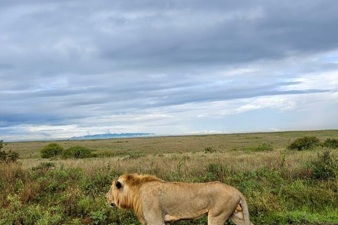 Nairobi National Park Half-Day Game Drive - The Maasai Market and coffee break