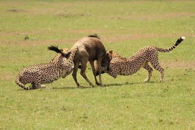 Nairobi National Park Half-Day Game Drive - The guides are the strongest part