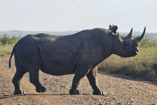 Nairobi National Park Half-Day Game Drive - Small drawbacks to keep in mind