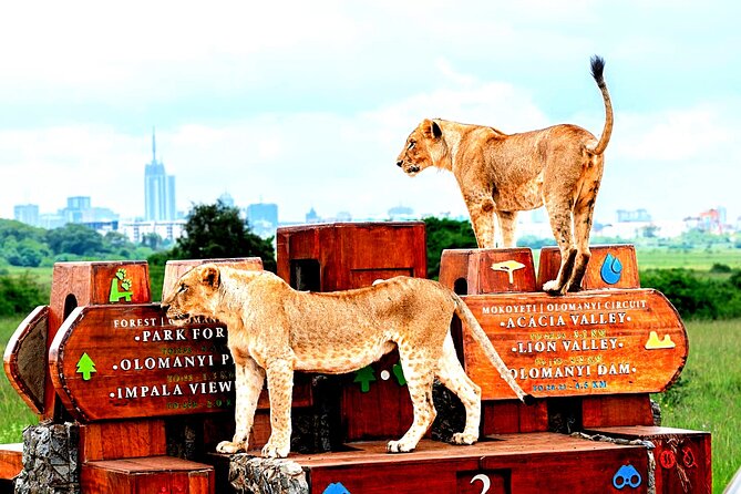 Nairobi National Park Half-Day Game Drive - Who should book this half-day game drive?